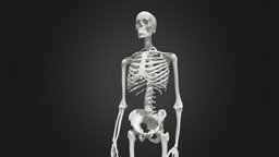 HumanSkeleton skeleton, science, skeletons, humanskeleton, skelet, anotomy, skeletton, horror