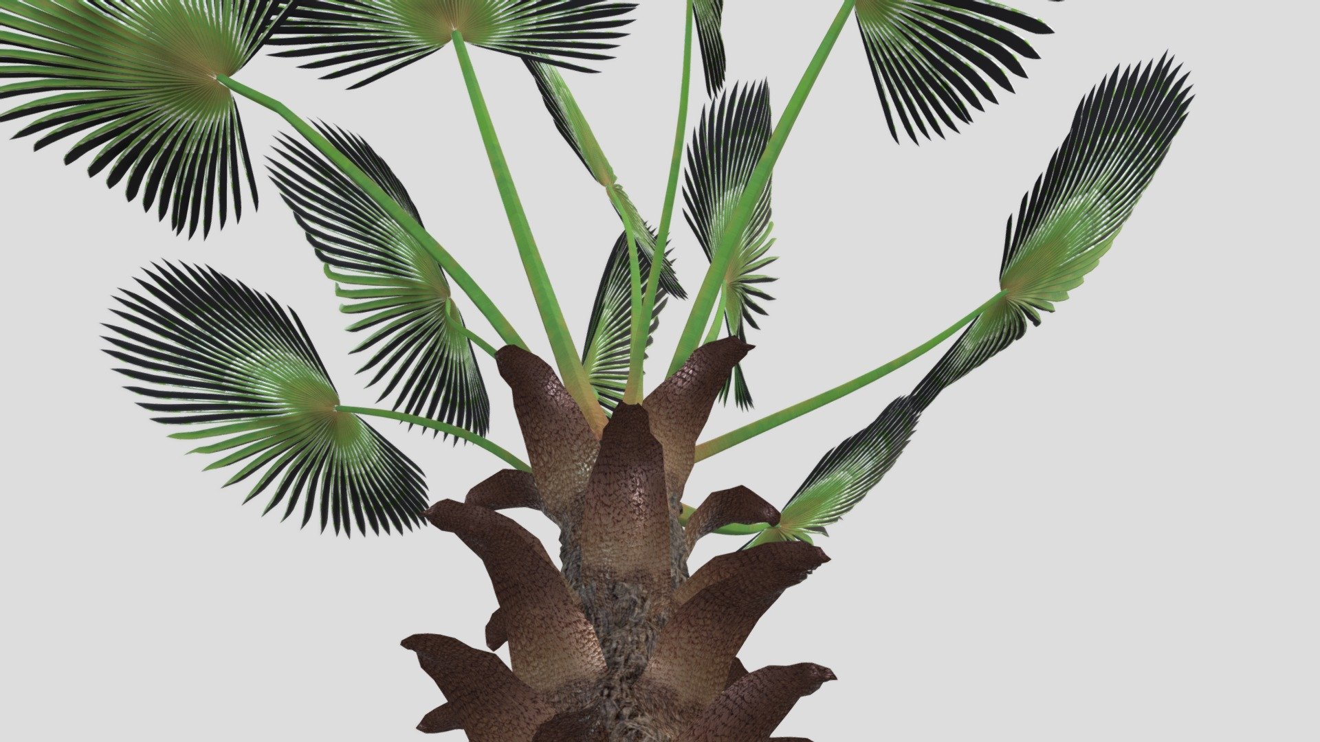 Trachycarpus fortunei, the Chinese windmill palm, windmill palm or Chusan palm, is a species of hardy evergreen palm tree in the family Arecaceae, native to parts of China, Japan, Myanmar and India 3d model