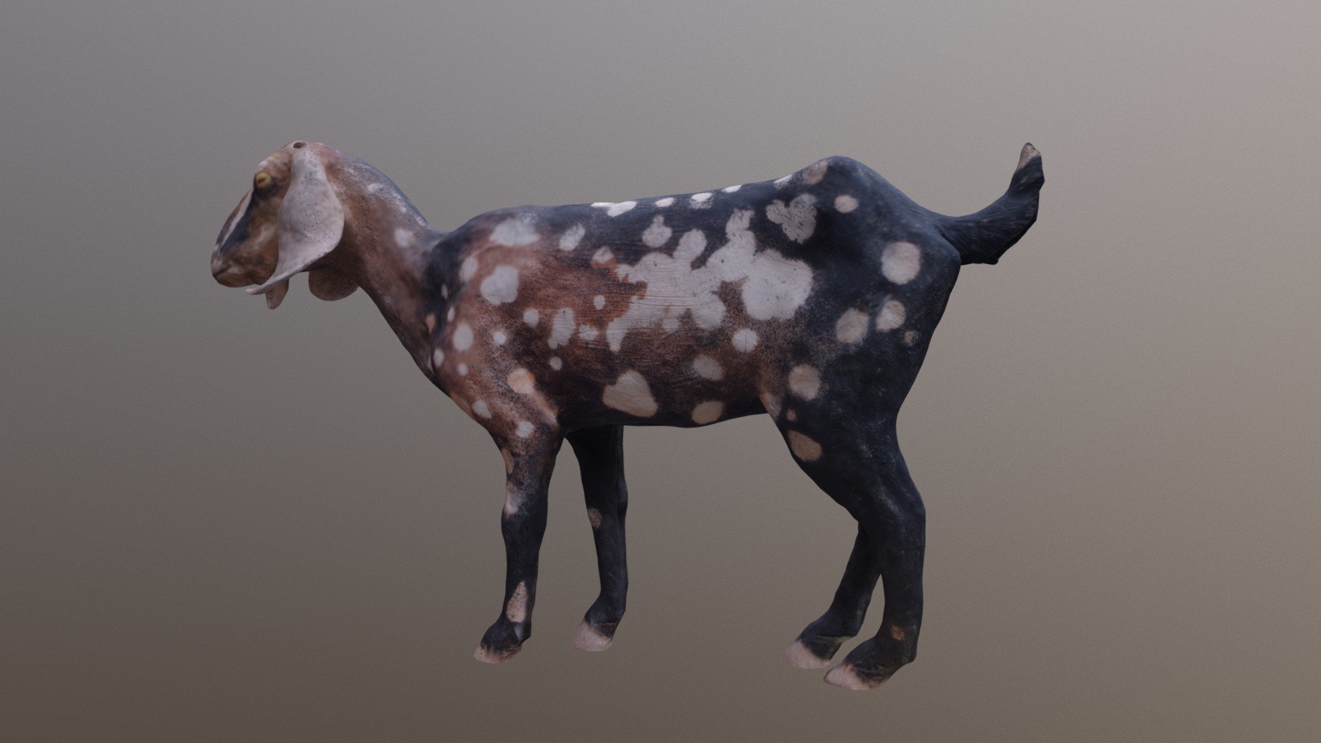 A Photogrametry model of a goat I sculpted from clay - Clay Goat - Buy Royalty Free 3D model by Jasper Cousins (@jazzcousins) 3d model