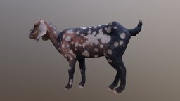 Clay Goat goat, spot, ceramic, photogrametry, clay, physical, fired, mamal, spotty, photoscan, model, creature, animation, sculpture