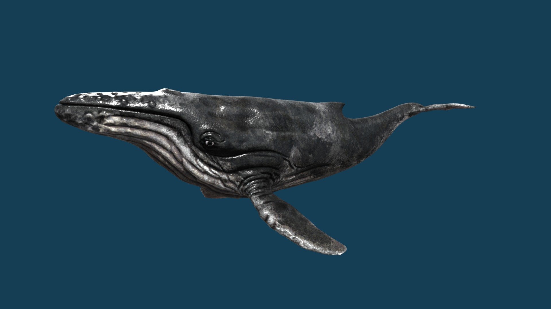 Rigged whale with animation, sculpted in Zbrush,textured in Substance painter and animated in Blender 3d model