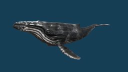 Whale (Rigged) rig, ocean, whale, humpback, humpback-whale, rigged-character, humpbackwhale, substancepainter, blender, blender3d, zbrush, animation, animated, rigged, sea