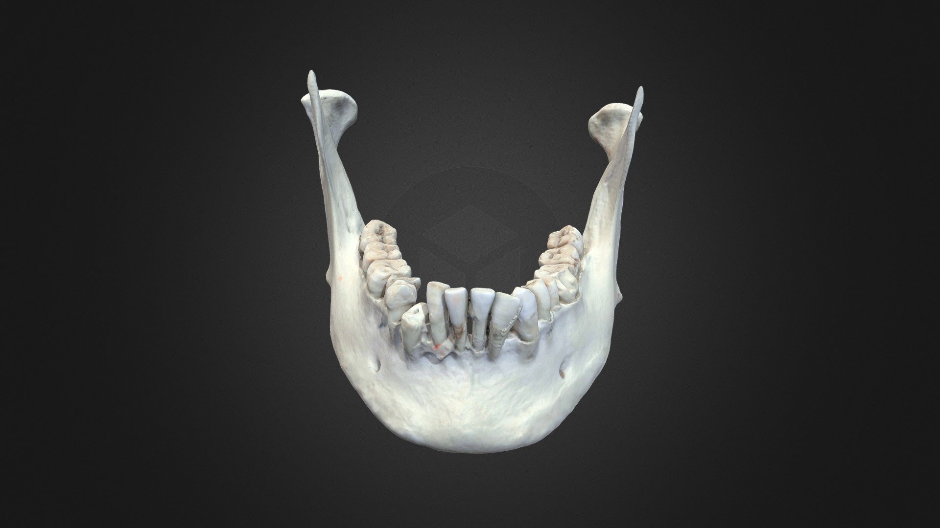 A human mandible (lower jaw) bone. 

For more on the head and neck region, visit: https://clinicalanatomy.ca/head.html 

Produced by the HIVE at the University of British Columbia. 

Credits: 

-Dr. Claudia Krebs (Faculty Lead) 

-Ishan Dixit 

-Connor Dunne  

-Monika Fejtek 
 - Human Mandible - 3D model by UBC Medicine - Educational Media 3d model