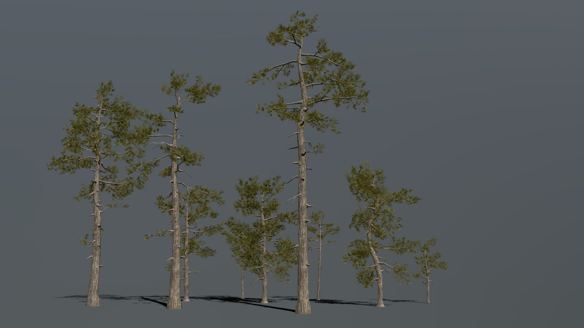 Game ready asset for scary dark Forest with death woods.

The moderate polygon count allows these models to be used for mobile applications. ( Abou 9k tris for big trees ) 3d model