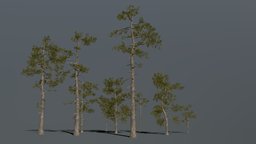 Pine Trees Forest forest, death, evergreen, foliage, game-ready, pinetree, pinery, pinetrees, game, lowpoly, gameart, mobile, gameasset, wood, environment