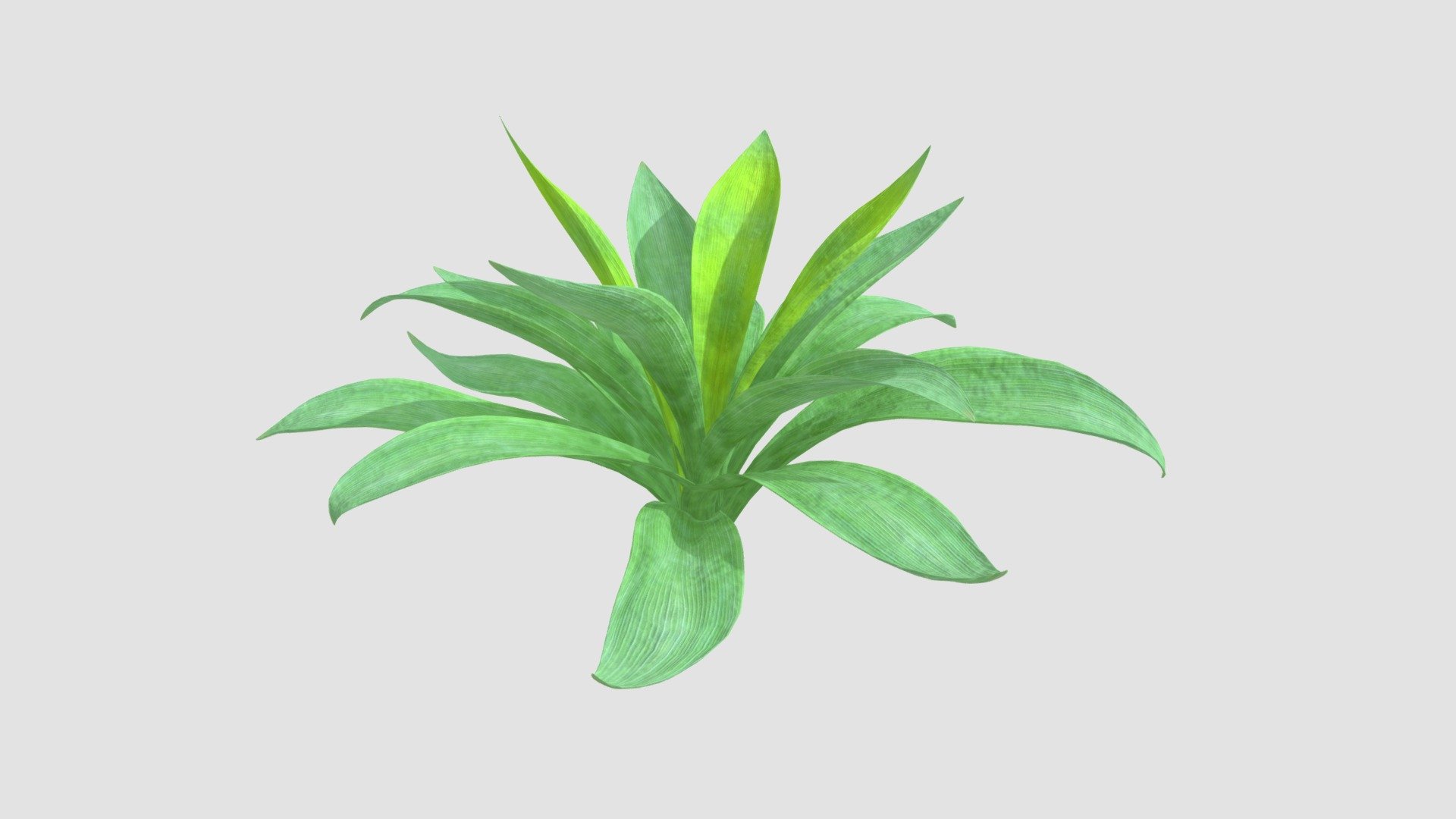 Agave. High detailed model of plant with all textures, shaders and materials. It is ready to use, just put it into your scene 3d model