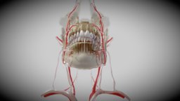 Orofacial anatomy with blood and nerve supply mouth, anatomy, bone, teeth, dental, mandible, oral, organs, jaw, tooth, science, medicine, dentistry, canine, nerve, maxilla, maxillofacial, 3d-model, veins, endodontics, arteries, human-skull, molar, incisor, periodontics, premolar, maxillary, human-bones, human-skeleton, scientific-illustration, ebers, medical-illustration, 3d, skull, human, skeletal-system, dental-practices, biomedical-visualization, cardiovascula-system, "cvd", "skeletal-parts", "anatomy-of-the-skeletal-system"