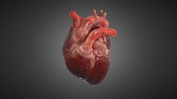 Realistic Human Heart