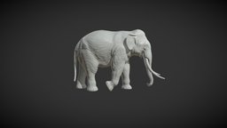 Asian Elephant elephant, indian, mammal, asian, print, slon, animal