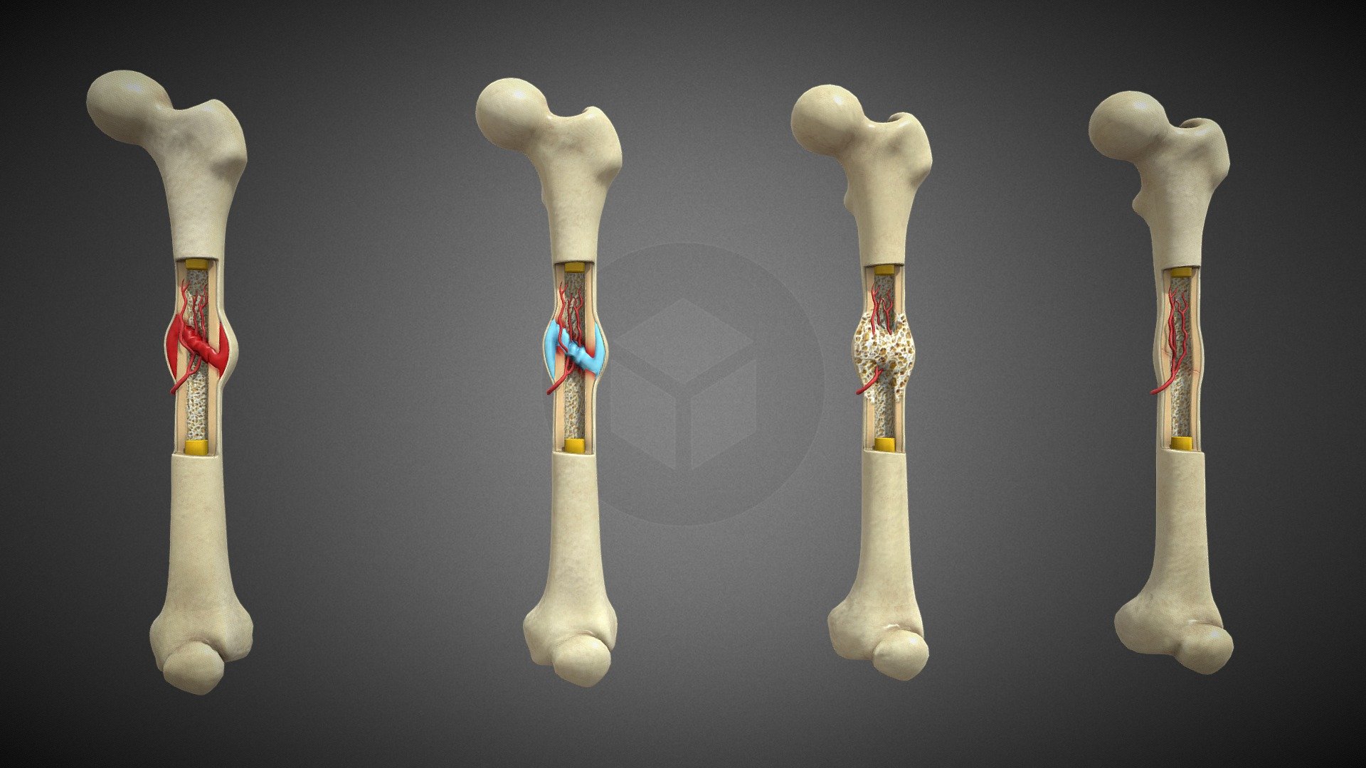 This model consists of Realistic looking of Human Bone Recovery Stages with High quality textures. These models are optimized to be compatible with AR,VR, Games, and 3D animation purposes. 

For Unity3d (Built-in, URP, HDRP) Ready Assets visit our Unity Asset Store Page

Enjoy and please rate the asset!

Contact us on for AR/VR related queries and development support

Gmail - designer@devdensolutions.com

Website

Twitter

Instagram

Facebook

Linkedin

Youtube - Human Bone Recovery Stages - Buy Royalty Free 3D model by Devden 3d model