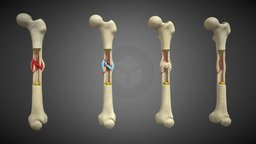 Human Bone Recovery Stages bone, stage, humanbody, realistic, recovery, human-anatomy, vrready, pbr-texturing, modular-assets, pbr-game-ready, pbr-materials, lowpoly, human, gameready, bonefracture, bones-in-the-body