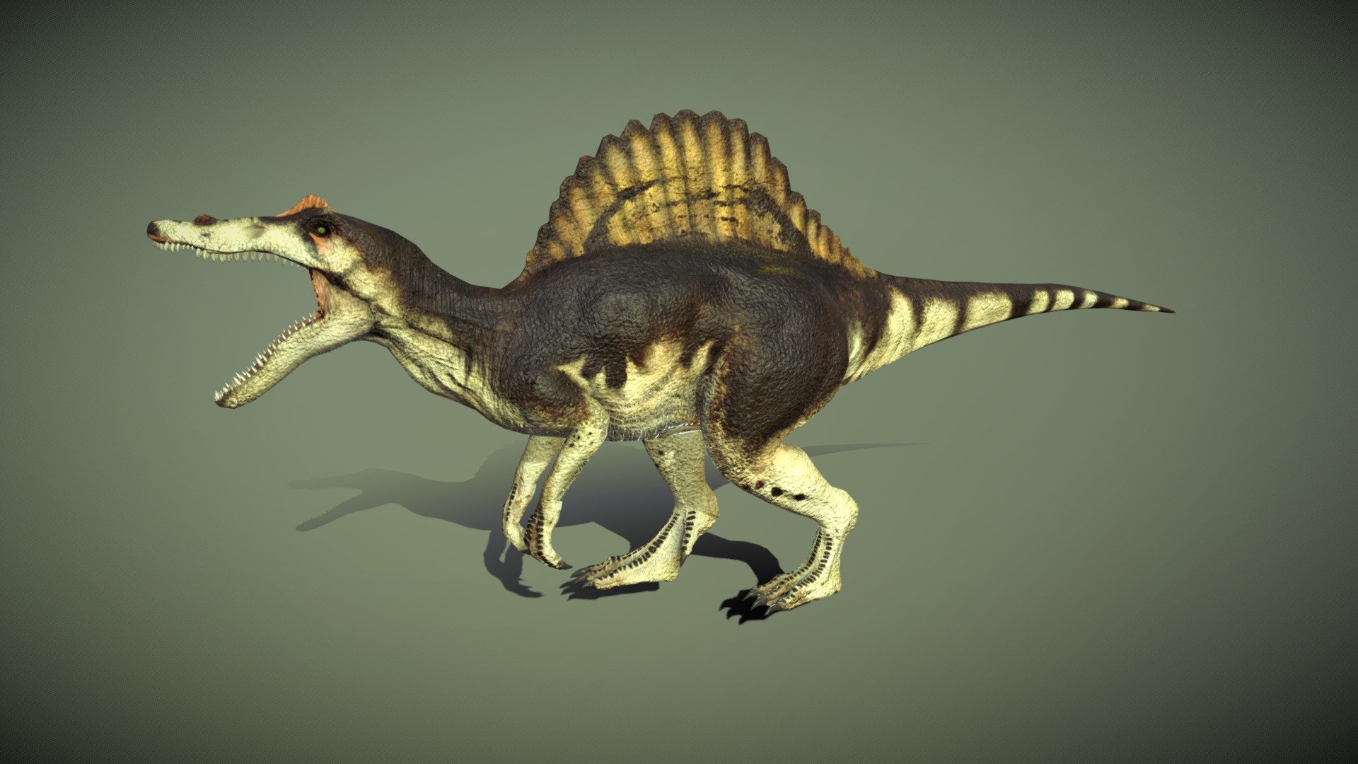 The Spinosaurus 3d was made in blender 2.9 and painted in substance painter , is subdivison ready , without subdivision it haves 6518 verts and when just subdividing the spino mesh, it haves 19550 verts , and when subdividing everything is 25952 verts , It is fully rigged with basic ik and constraints bones, in the blend file the rig is ready to use, i tested it in blender 3.0 and 3.2 and the rig works the same for me .

it have a total of 13 animations 

The texture comes with 4k, 2k and 1k textures : diffuse , normal , roughness (dry and wet) and AO maps , baked normal map from a high poly model and place it in the low poly model , uv wrapped it manually .

Comes with blend file and the textures attached in rar 3d model