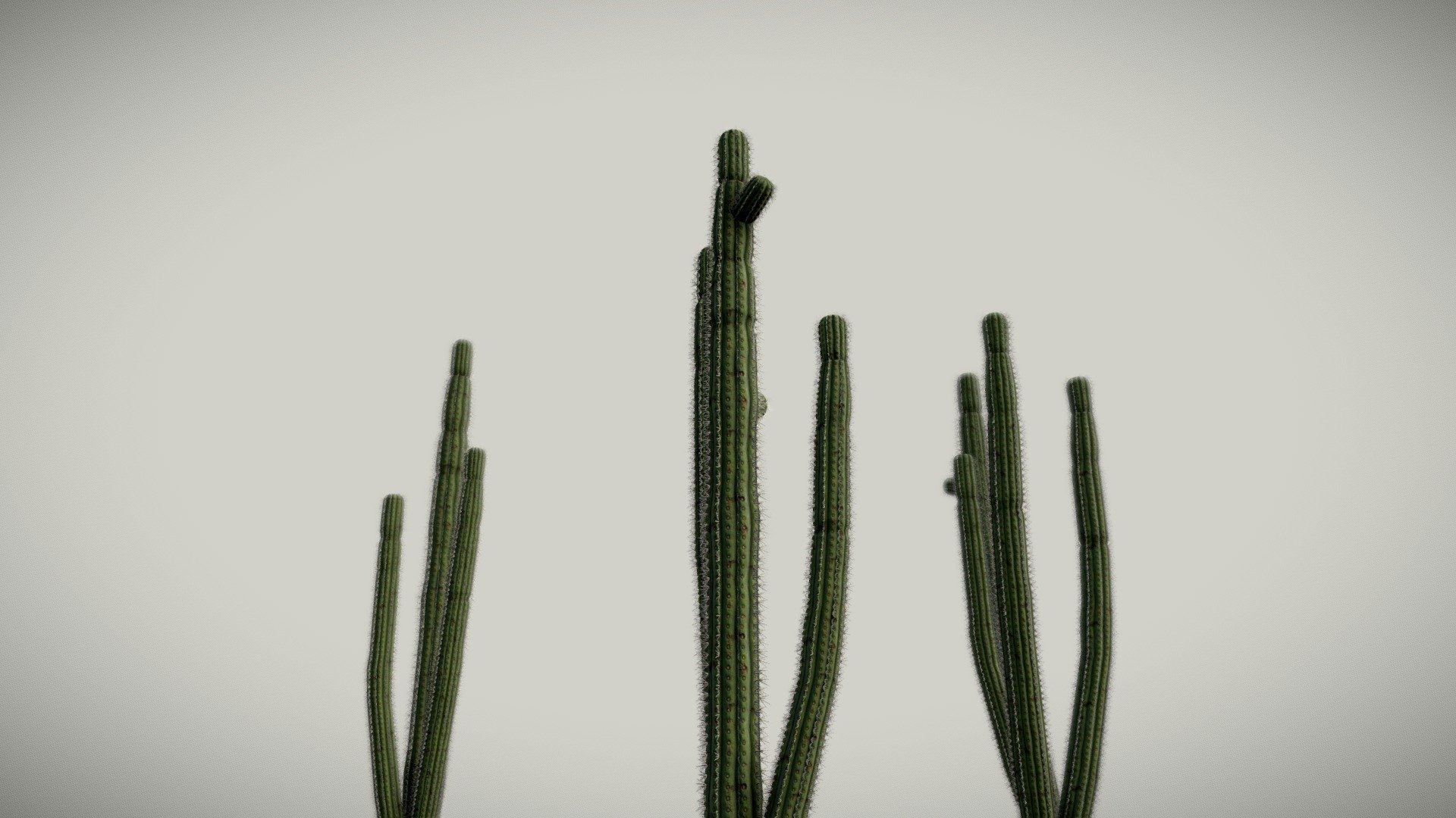 Details

Low Poly Model

LODs (Game Ready) https://sketchfab.com/3d-models/cactus-lods-sample-47f7251a654244fcbc0ea01e152406e7

3 Variations

2k x 4K textures

Contact me for any issue or questions https://www.artstation.com/bpaul/profile 

Artwork https://www.artstation.com/artwork/zAYeo6 - Cactus - Buy Royalty Free 3D model by Paul (@nathan.d1563) 3d model