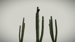Cactus plant, plants, archviz, desert, west, foliage