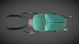 Lamprima Adolphinae beetle, macro, focus-stacking, lamprima-adolphinae, wemacro, substancepainter, substance