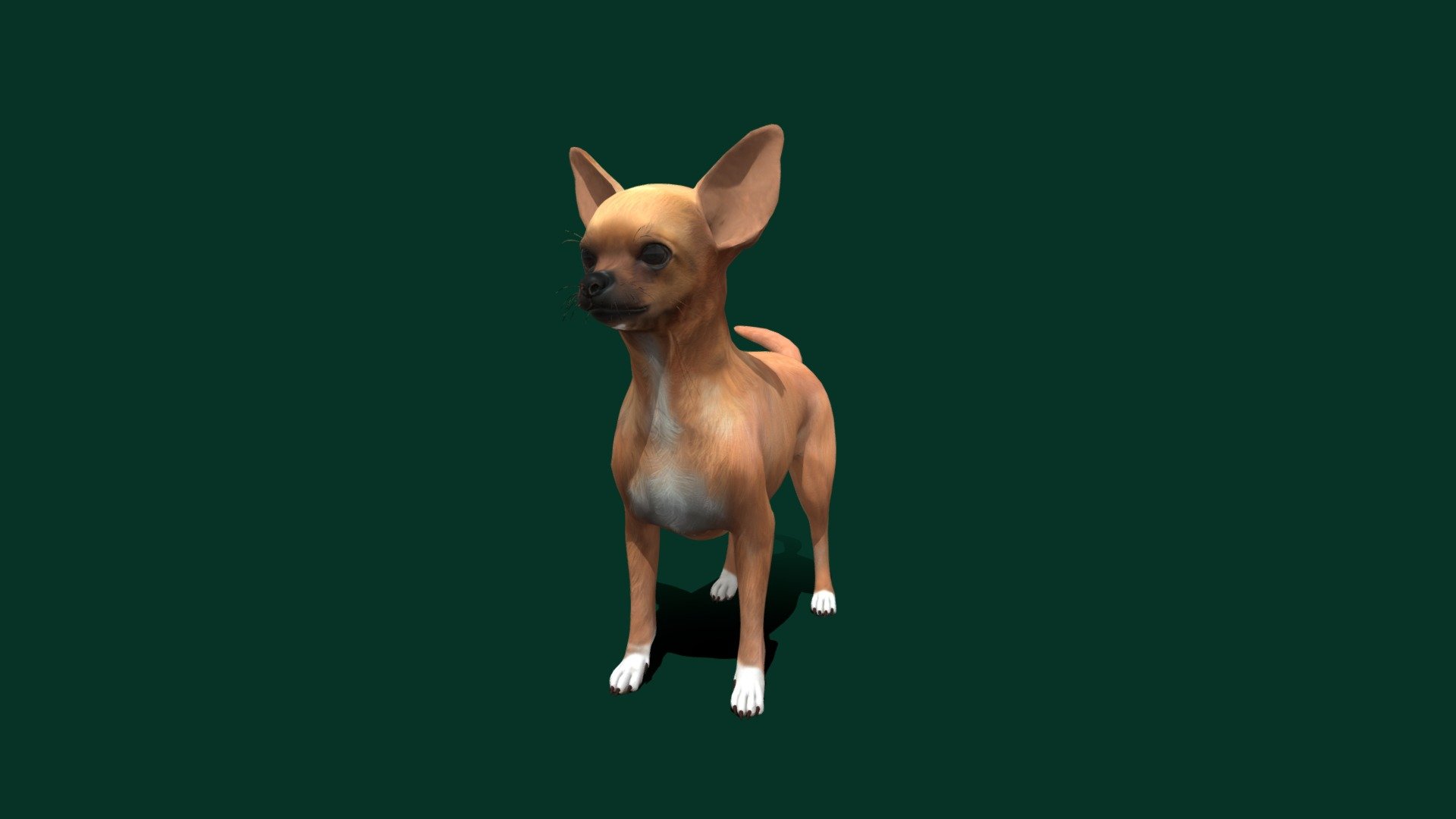 Chihuahua Version_2.2.1
The Chihuahua or Spanish: Chihuahueño is a Mexican breed of toy dog. It is named for the Mexican state of Chihuahua and is among the smallest of all dog breeds. It is usually kept as a companion animal or for showing 3d model