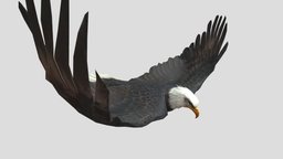 my animated eagle bird, birds, eagle, animals, animal