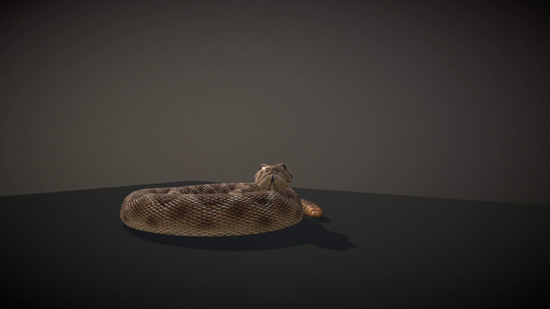 Rattlesnake is fully detailed lowpoly model. It was rigged and animated in Maya and tested in Marmoset Toolbag3 and 3Ds Max.
 That model includes three FBX animations and OBJ Sequence- Slow Crawling, Fast Crawling, Attack and Resting pose. 
All maps in PMG formats. There are three colour maps(Deffuse maps) Green, Grey and Brown.

Formats: FBX.(fbx)
Topology: 
           Polys:5080
           Verts:5009
           Tris: 9972

Maps: Diffuse, Normal, Glossiness, Specular Maps Dimention: 4096X4096 - Rattlesnake - Buy Royalty Free 3D model by Vaarg 3d model