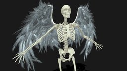 Skeleton 1 skeleton, anatomy, wings, scary, human, rigged, bones, angelwings
