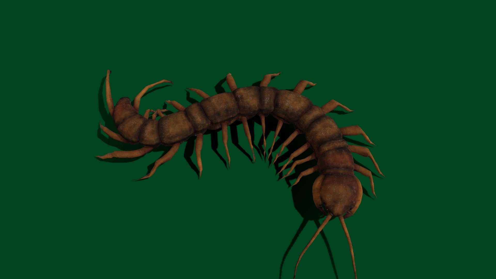 test move with bone but not legs yet 😂 
Centipedes are predatory arthropods belonging to the class Chilopoda of the subphylum Myriapoda, an arthropod group which also includes millipedes and other multi-legged creatures. Centipedes are elongated metameric creatures with one pair of legs per body segment - Centipede Test (Non-commercial) - Download Free 3D model by Nyilonelycompany 3d model