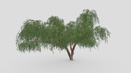 Prosopis Tree- 04