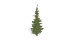 Realistic HD Mountain hemlock (7/43) trees, tree, plant, forest, plants, outdoor, foliage, nature, north-america, coniferous