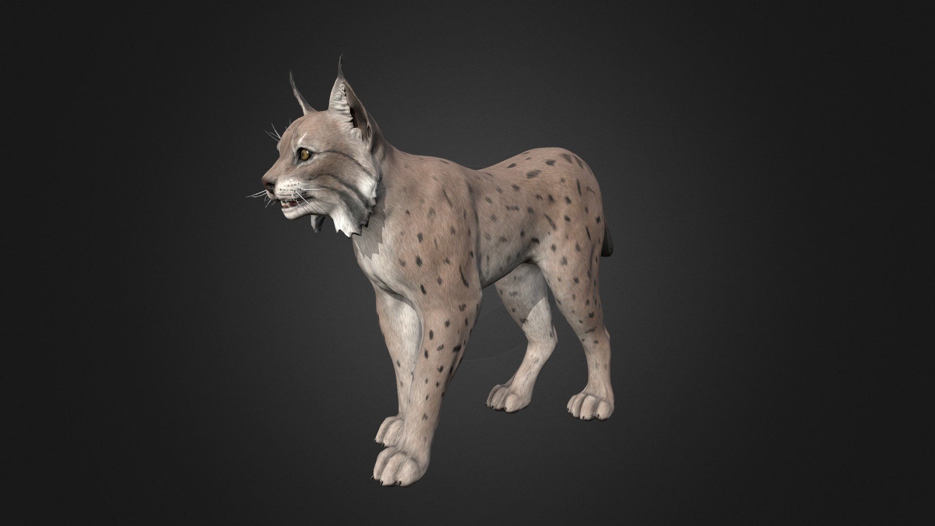 This asset has Lynx model.

Model has 4 LOD.


23550 tris
16450 tris
9900 tris
6350 tris

Diffuse, normal and metallic / roughness maps (all maps 2048x2048).

76 animations (IP/RM)

Attack(1-3), walk (F,FL,FR,B,BL,BR), Run (F,FL,FR), Run_Jump, Trot (F,FL,FR), Swim (F,FL,FR,B,BL,BR), Swim_Idle, Swim_turn(Left/Right), Jump_In_Place, Jump_F, Jump (start/landing), Jump_Loop (up, horisontal, down),Hit (F,M,B) , Lie (Start/end), Lie_Idle 1-3, Sleep (start, idle, end), Idle 1-3, death, eat, turn (left/right) etc.

If you have any questions, please contact us by mail: Chester9292@mail.ru - Lynx - Buy Royalty Free 3D model by Darina3D 3d model