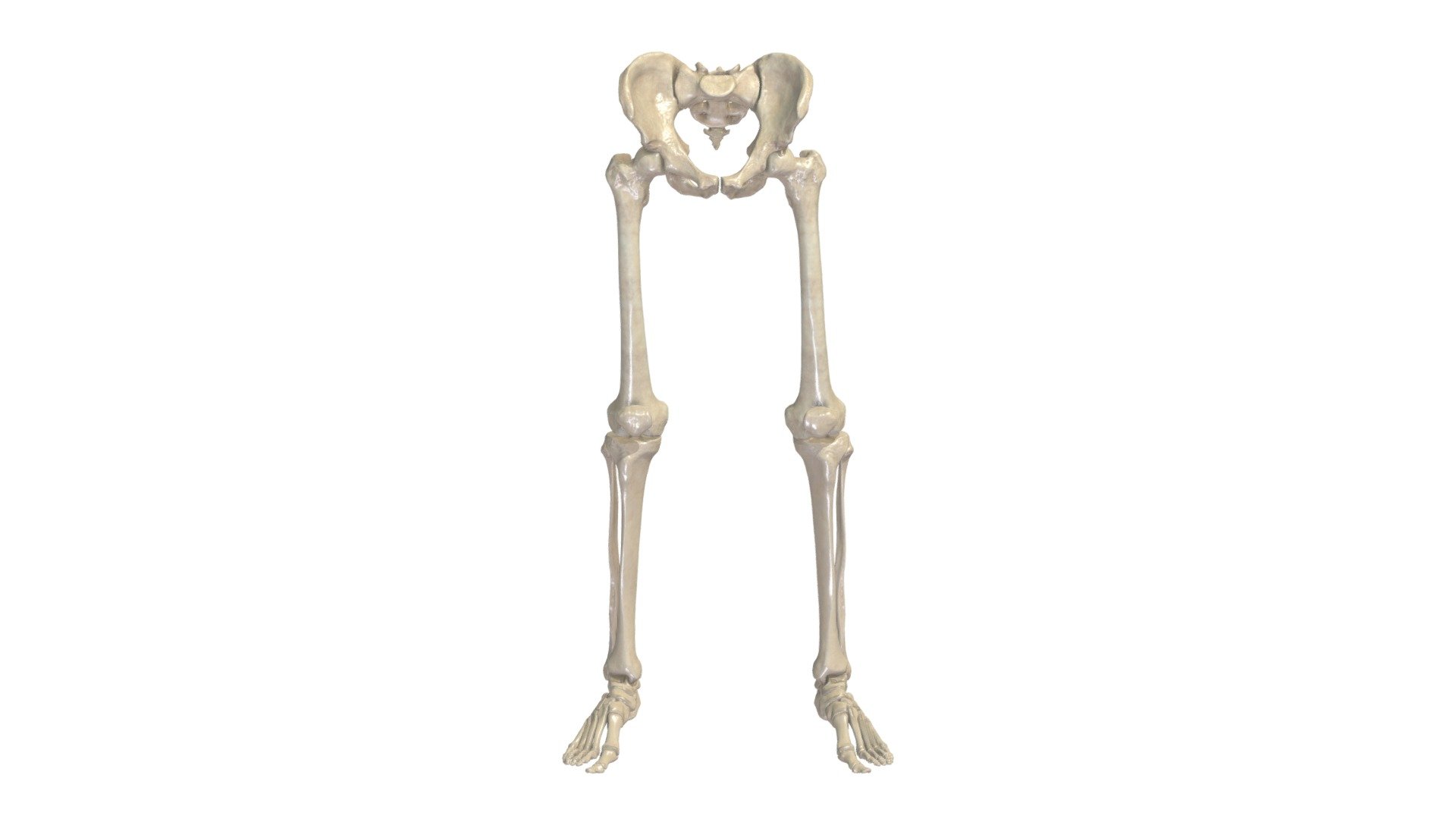 Kajas Skelets - 3D model by Anatomy Next (@a4s) 3d model