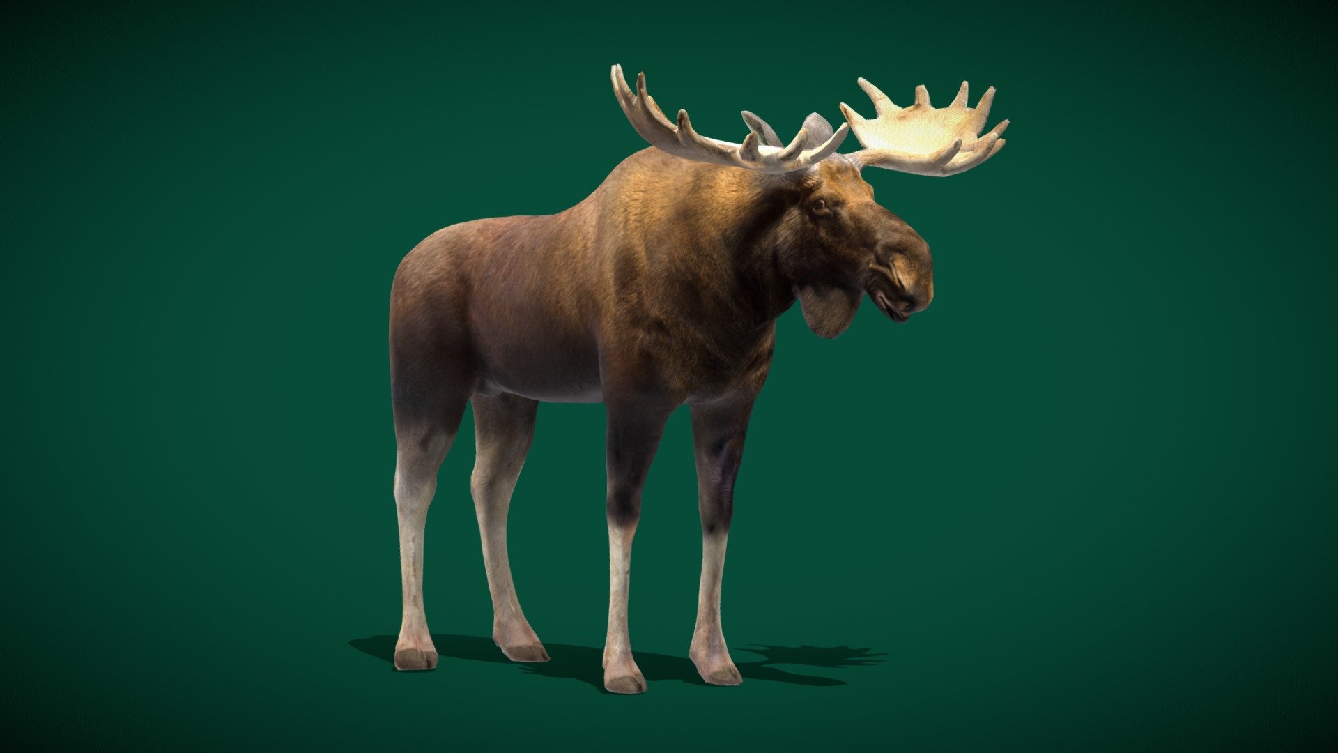 Eurasian elk (second-largest land mammal)   Cheyenne_Mountain Zoo

Alces_alces Animal Mammal (Deer_family) Winter,Arctic

1 Draw Calls

Low Poly

Game Ready

Subdivision Surface Ready

16 Animations

4K PBR Textures  Materials 

Unreal FBX (Unreal 4,5 Plus)

Unity FBX  

Blend File 3.6.5 LTS

USDZ File (AR Ready). Real Scale Dimension

Textures Files

GLB File (Unreal 5.1  Plus Native Support)


Gltf File ( Spark AR, Lens Studio(SnapChat) , Effector(Tiktok) , Spline, Play Canvas,Omiverse ) Compatible




Triangles : 8922



Vertices  : 4463

Faces     : 4461

Edges     : 8922

Diffuse, Metallic, Roughness , Normal Map ,Specular Map,AO,

The moose or elk is the only species in the genus Alces. The moose is the tallest and second-largest land mammal in North America, only falling short of the American buffalo in terms of mass. It is the largest and heaviest extant species of deer 3d model