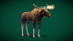 Eurasian Elk Moose Mammal  (Low Poly) land, winter, animals, deer, wild, mammal, vr, ar, zoo, nature, wildlife, elk, moose, alces, genus, lowpoly, gameasset, creature, animation, gameready, nyilonelycompany, noai, second-largest, eurasian_elk, deer_family, alces_alces, cheyenne_mountain