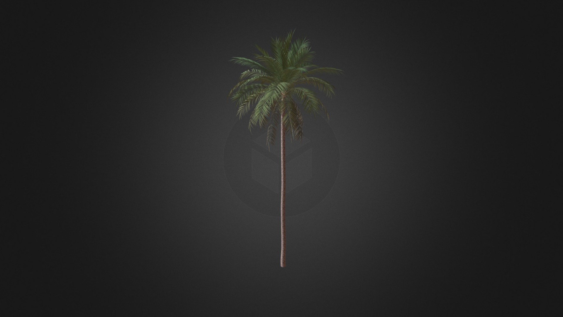 Date Palm - Date Palm - Buy Royalty Free 3D model by cgaxis 3d model