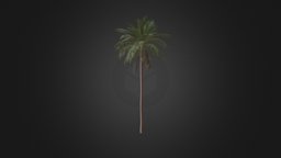 Date Palm cinema, tree, green, ray, vray, exterior, palm, phoenix, detailed, brown, summer, leaf, fbx, bark, max, mental, cgaxis, date, scanline, dactylifera, 3ds, leaves, c4d