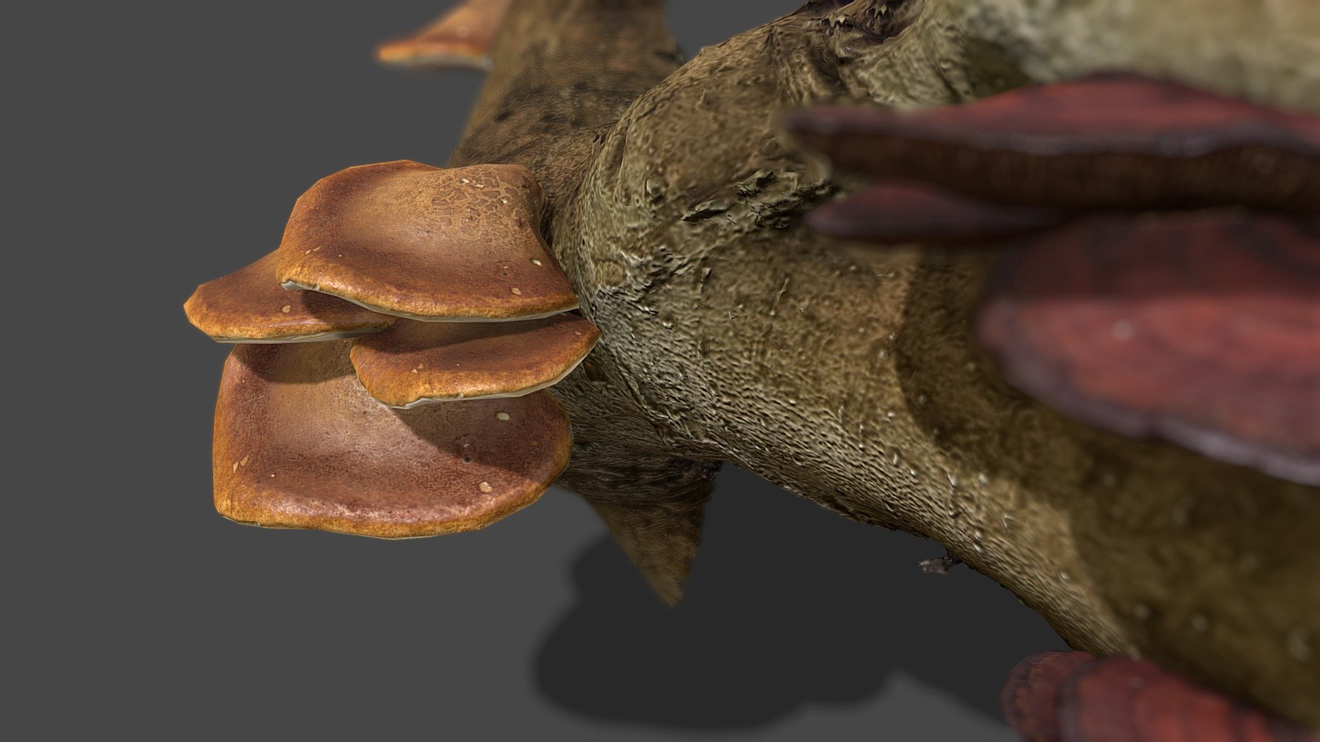 Mushroom number 25 and 26

2k sized texture (base color, roughness, normal map, translucent)

Quad topology (easily subdivided)



Contains the raw scans in the additional file (obj format)



Also available in this pack



Made with Metashape, Blender, Materialize and Subtance painter



If you have any questions, contact me.

 
 

 - Mushroom_25&26 - Buy Royalty Free 3D model by Zacxophone 3d model