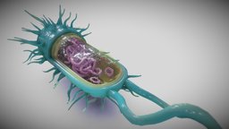 Bacterial Cell Structure school, biology, organic, figure, medieval, earth, cells, living, health, plague, highschool, eukaryote, diseno, bacteria, ebers, structure, human, healtchcare