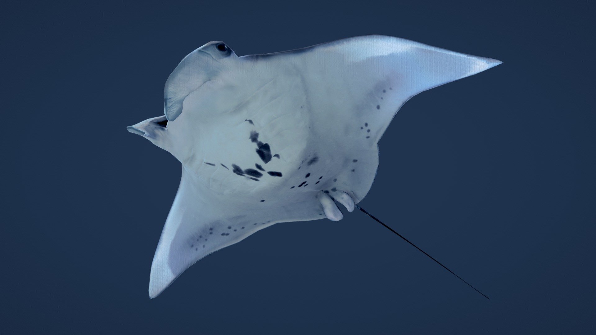 Before purchasing this model, you can free download Emperor Angelfish and try to import it. 



Giant Manta Ray 

Animation Loop 200 frames



Dear Blender Users If you have any problems importing into a Blender, please email me, this problem is solved. To contact me use the link in the top right corner of my main Sketchfab page (LinkedIn or Behance) 3d model