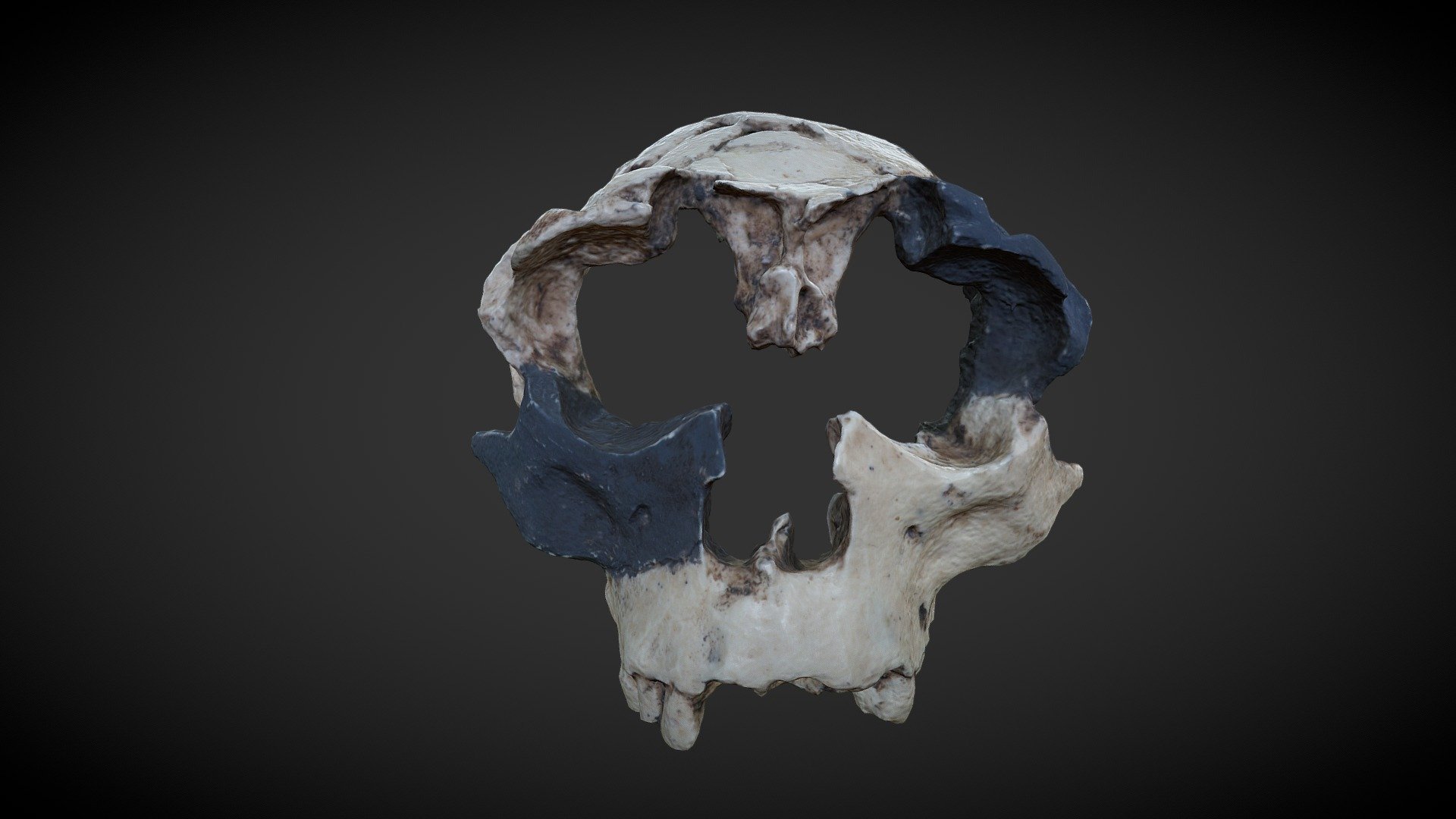 Homo antecesor

Composición del frontal ATD6-15 y el maxilar ATD6-69, que podrían pertenecer al mismo individuo (Homínido 3) 3d model