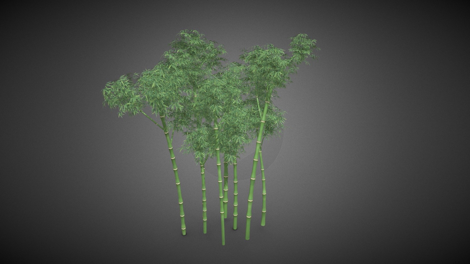 Bamboo Tree - Bamboo Tree - Buy Royalty Free 3D model by misitewang 3d model