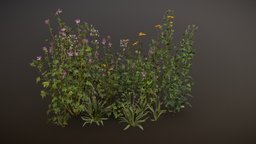 Meadow Plants 01