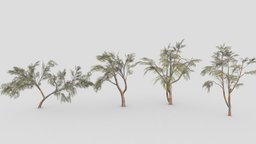 Eucalyptus Tree- Pack- 05 unreal, eucalyptus, unity, lowpoly-eucalyptus, 3d-eucalyptus, eucalyptus-3dpack, eucalyptus-3dcollection