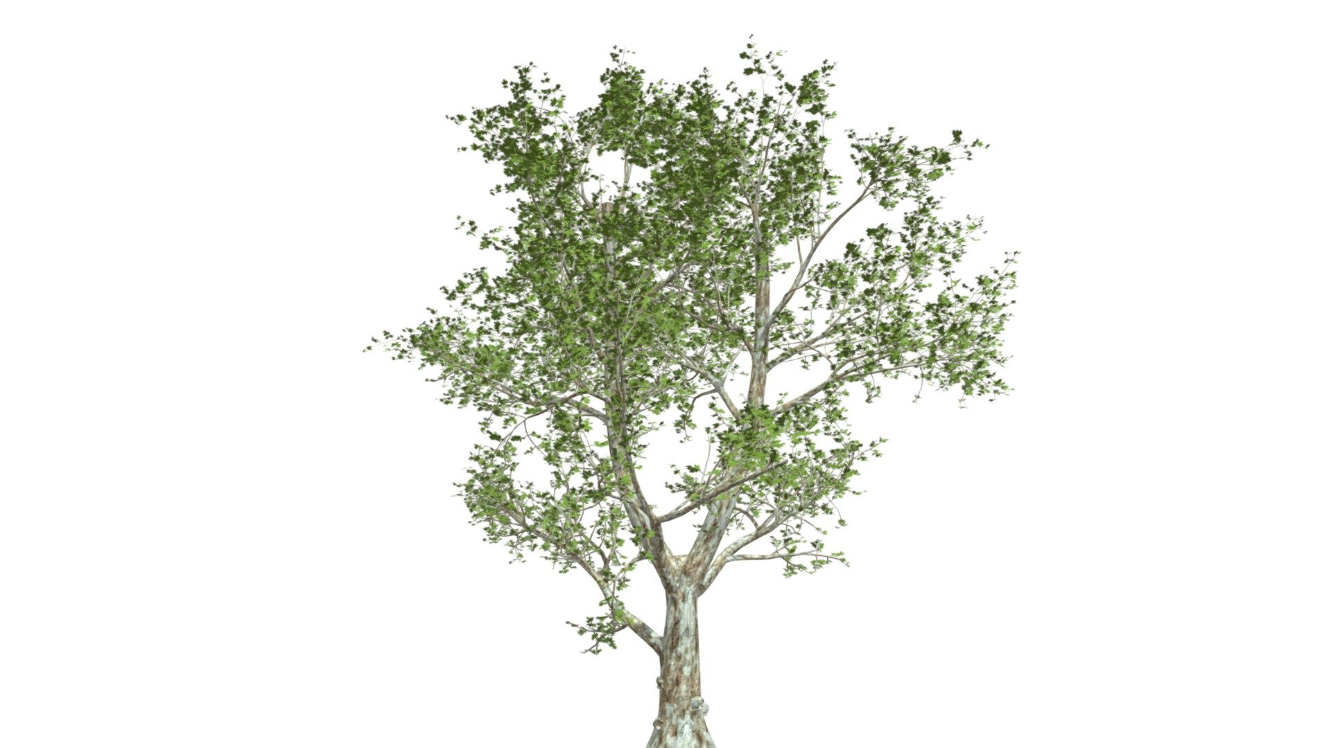 A realistic 3D model of the London Plane tree. Mapped and textured with high poly count 3d model