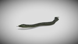 Medhue Anaconda snake, reptile, anaconda