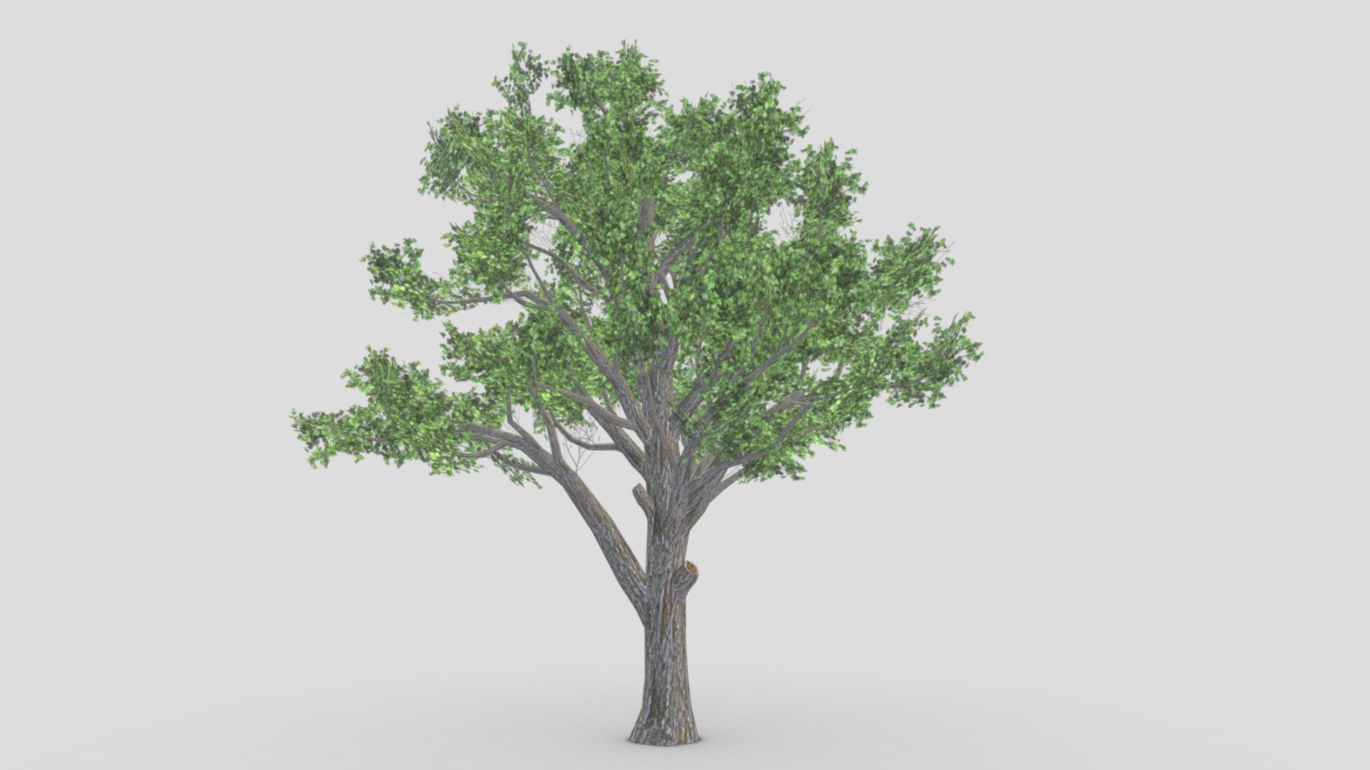 That is a 3D low poly model of Sugar Maple Tree. I try to work based on my reference. Acer saccharum, the sugar maple, is a species of flowering plant in the soapberry and lychee family Sapindaceae. It is native to the hardwood forests of eastern Canada and the eastern United States. Sugar maple is best known for being the primary source of maple syrup and its brightly colored fall foliage 3d model