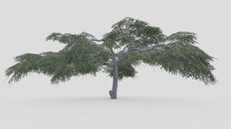 Acacia Tree- 21 tree, acacia, 3d-acacia, lowpoly-acacia