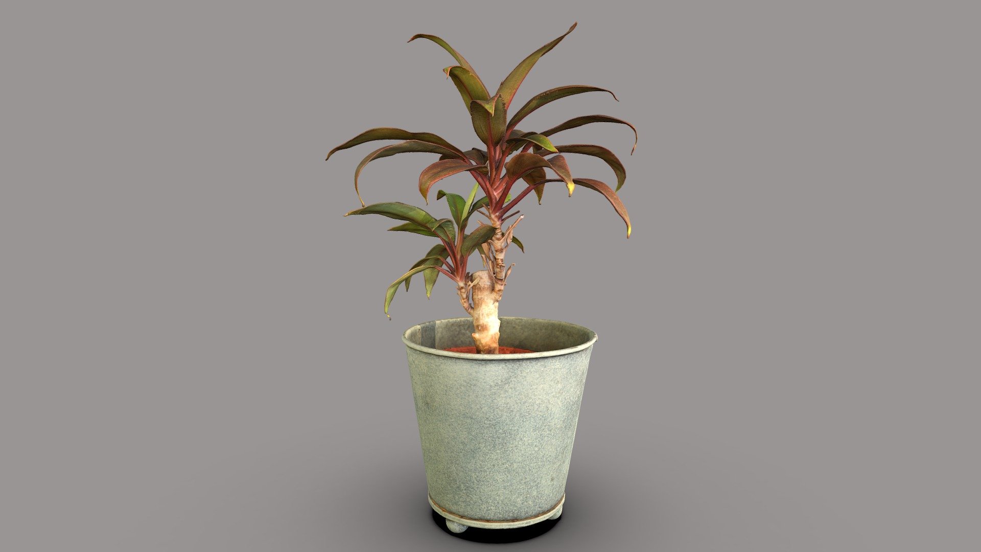 Cordyline Fruticosa

Model includes 8k diffuse map, 4k normal map, 4k ambient occlusion map.

Photos taken with A7Riv + 3xD5300

Processed with Metashape + Blender + Instant meshes - Ti plant - Buy Royalty Free 3D model by Lassi Kaukonen (@thesidekick) 3d model