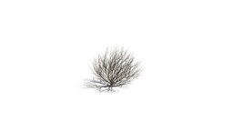 Realistic HD Rosemary willow (70/99)
