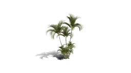 Realistic HD Butterfly palm (19/62) trees, tree, plant, forest, plants, africa, palm, outdoor, foliage, nature