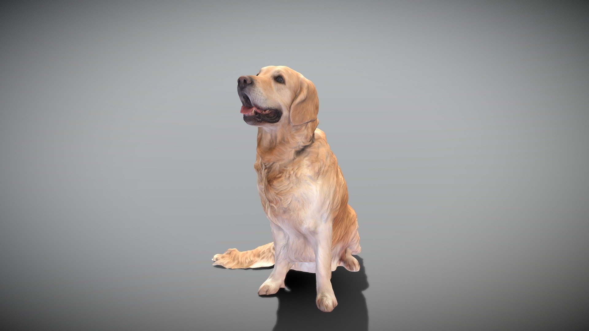 This is a true sized and highly detailed model of a young charming Golden retriever dog. It will add life and coziness to any architectural visualisation of houses, playgrounds, parques, urban landscapes, etc. 

The product is ready both for immediate use in architectural visualisations, or further render and detailed sculpting in Zbrush.

Technical specifications:




digital double 3d scan model

150k &amp; 30k triangles | double triangulated

high-poly model (.ztl tool with 4-5 subdivisions) clean and retopologized automatically via ZRemesher

sufficiently clean

PBR textures 8K resolution: Diffuse, Normal, Specular maps

non-overlapping UV map

no extra plugins are required for this model

Download package includes a Cinema 4D project file with Redshift shader, OBJ, FBX, STL files, which are applicable for 3ds Max, Maya, Unreal Engine, Unity, Blender, etc. All the textures you will find in the “Tex” folder, included into the main archive.

3D EVERYTHING - Golden retriever dog 23 - Buy Royalty Free 3D model by deep3dstudio 3d model