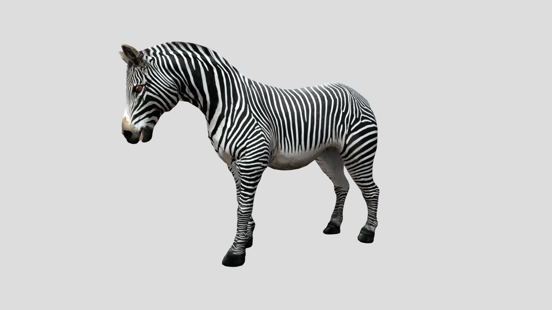 zebra idle animation - Download Free 3D model by dinomaster 3d model