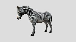 zebra idle animation animals, zebra, animal