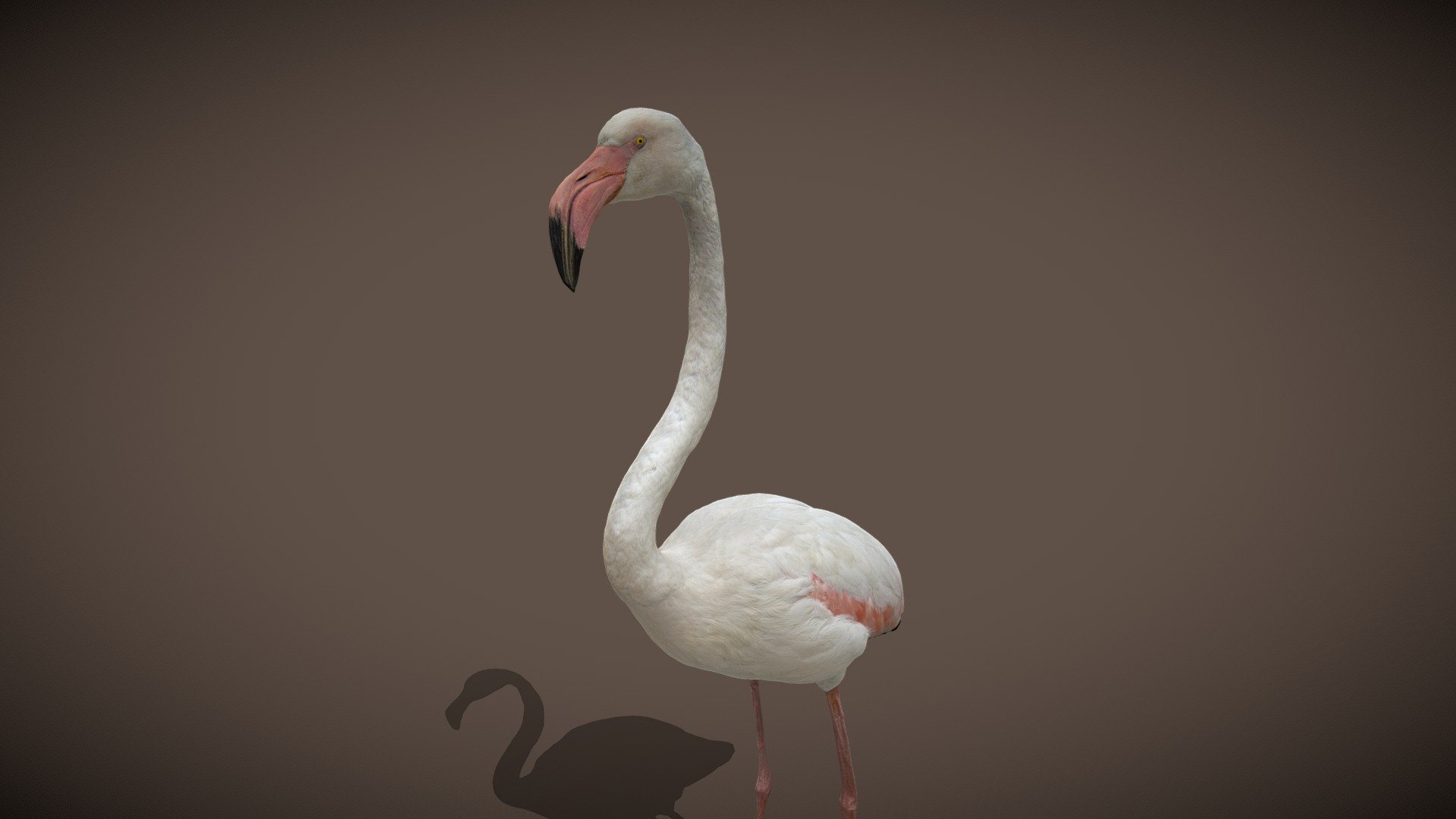 Flamingo - 3D model by 4DRealism 3d model